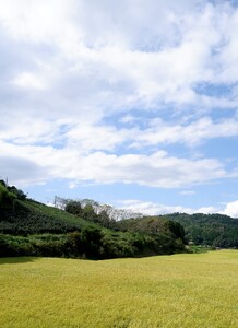 J-137 生あまさけ「すいと和紅茶」 大和高原醸造所