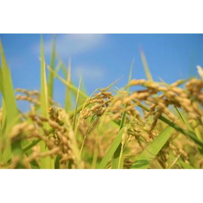 ふるさと納税 古河市 【令和7年産】茨城県産コシヒカリ20kg(10kg×2袋)精米JA茨城むつみ _CL06 |  | 01