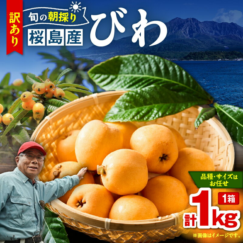 【ふるさと納税】 旬の朝採り 鹿児島 桜島産 びわ 1箱 訳あり品 枇杷 ビワ 訳あり 訳アリ 果物 フルーツ 果実 鮮度重視 露地栽培 美味しい 甘い デザート 季節品 限定 数量限定 期間限定 なつたより 長崎早生 吉原果樹園 鹿児島 おすすめ ランキング プレゼント ギフト
