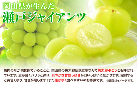 【2回定期便】たたらみねらる 食べ比べセット 約1.3kg ｼｬｲﾝﾏｽｶｯﾄ ぶどう