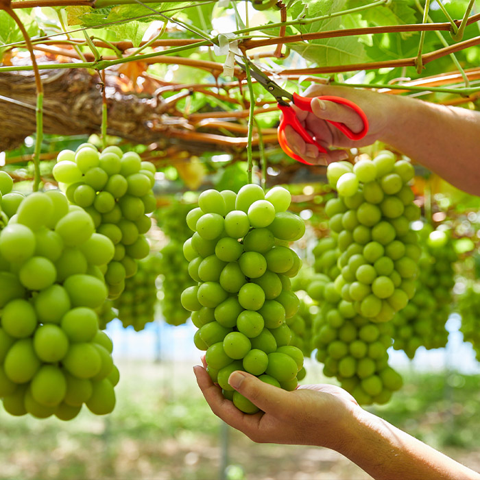 おすそ分けにおすすめ！シャインマスカット 秀品 約1.2kg(約600g以上1房×2箱) 【令和8年産先行予約】FS23-766