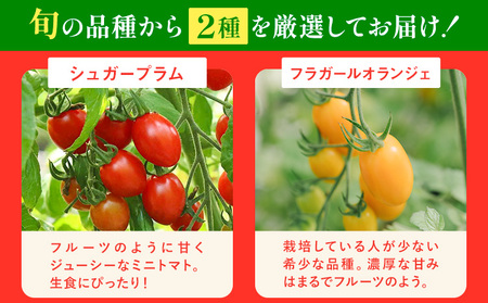 シャイントマト 500g シャイントマトファーム トマト