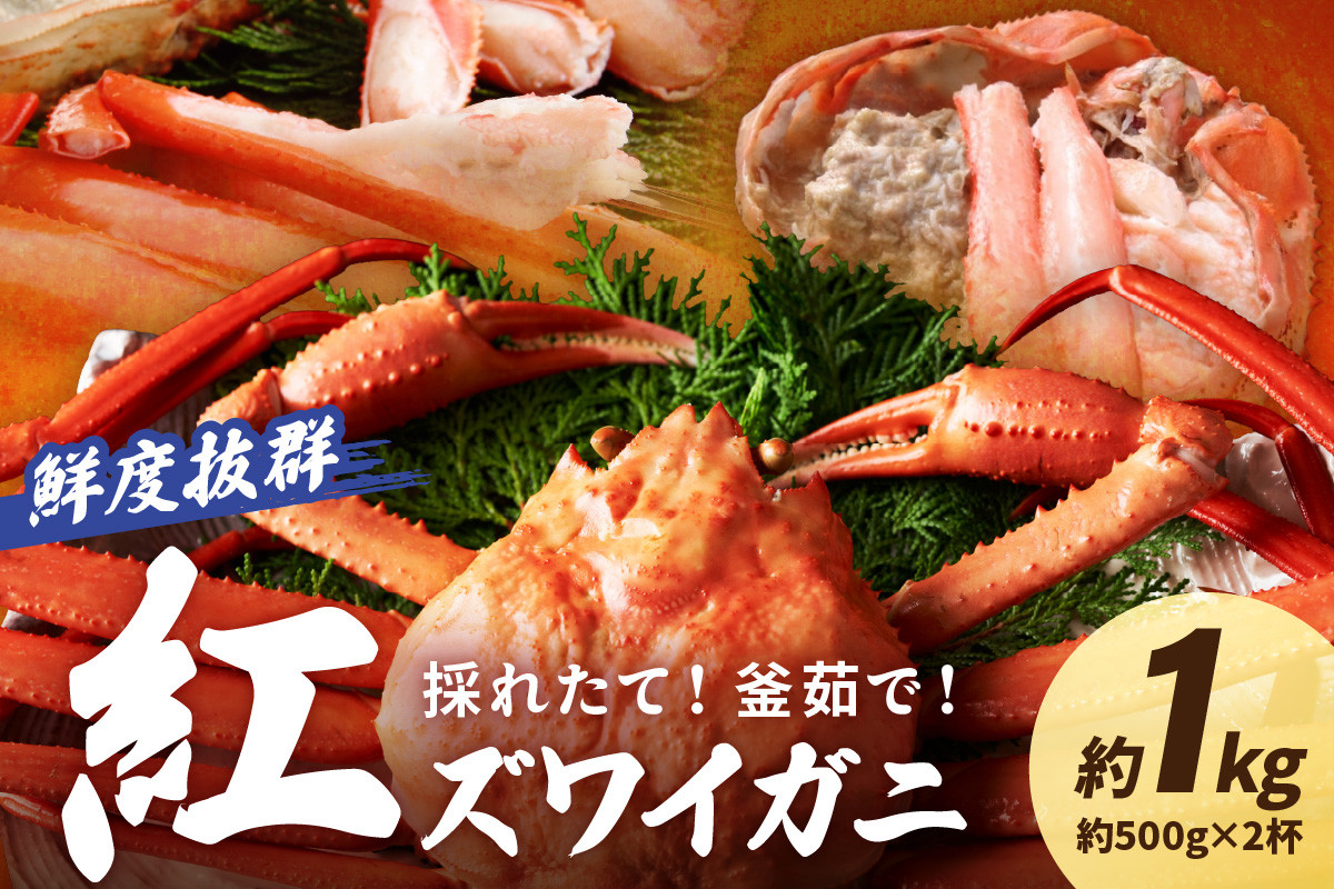 
            【品質自慢かに大将】採れたて！釜茹で！　紅ズワイガニ　2杯　茹でたて 紅ずわいがに 紅ずわい蟹 ボイル紅ズワイ ベニズワイガニ 香住かに 香住ガニ ボイル済　2匹　YK00312
          