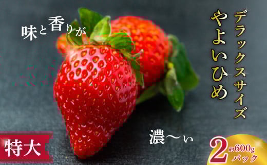 【2026年 先行予約】特大・デラックスサイズ 大粒苺 やよいひめ 2パック |苺 イチゴ いちご 檜山いちご園 香り 大粒 特大 デラックス 高級 特別 旬 鮮度 フルーツ 新鮮 朝採れ 採れたて サイズ 大きい 果肉 甘い 美味しい ジューシー 甘味 品質 健康 日持ち 果物 デザート 贈り物 贈答品 ギフト お取り寄せ 食べ比べ 人気 茨城県 常陸太田市