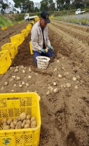 2025年 収穫 種子島 安納 中園ファーム 新 じゃがいも L サイズ 10kg　NFN083 【375pt】