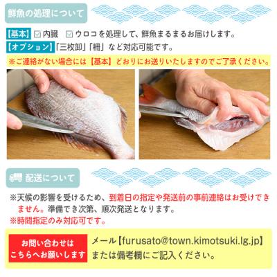 ふるさと納税 肝付町 魚屋さんの選んだ新鮮お魚詰め合わせ(約6〜8人分)　C09001 |  | 01