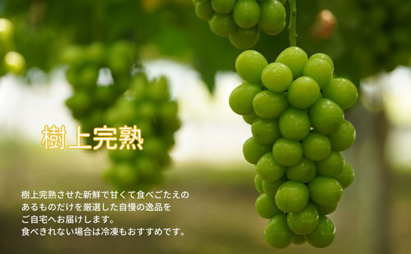 訳あり シャインマスカット 2房 合計1.1kg以上 産地直送 朝採れ ぶどう 葡萄 シャイン マスカット 岡山 Kawahara Green Farm 岡山県産 2025年