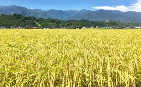 令和7年度産【無洗米】長野県産「特別栽培米コシヒカリ１等級」（10kg）マイ・ファーム中坪 お米 おこめ こしひかり 白米