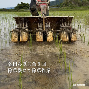 新潟県佐渡産 令和7年産 【在来コシヒカリ】 白米 5kg
