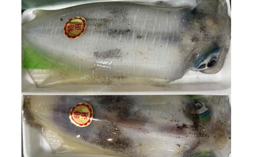 竹中水産のアオリイカ2kg前後!(±100g)＜H22-273＞【1143921】 YWTM090