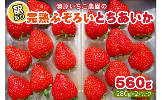 【3月以降発送】訳あり粒不揃い とちあいか 560g (280g×2P)  澳原いちご農園  | いちご 苺 イチゴ フルーツ 果物 産地直送 栃木県産