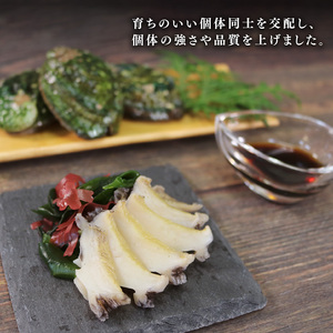 訳あり 簡易包装 三陸翡翠あわび 簡易包装 お手軽ファミリーセット 40g×6個 冷凍 鮑 青空レストラン 蝦夷あわび アワビ 鮑 Abalone ステーキ バターソテー 正月 お正月 おせち 蒸し鮑