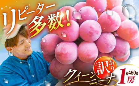 ぶどう 【2026年先行予約】【30個限定】【ご自宅用】クイーンニーナ 1房（約450g） [AIAB006] ぶどう