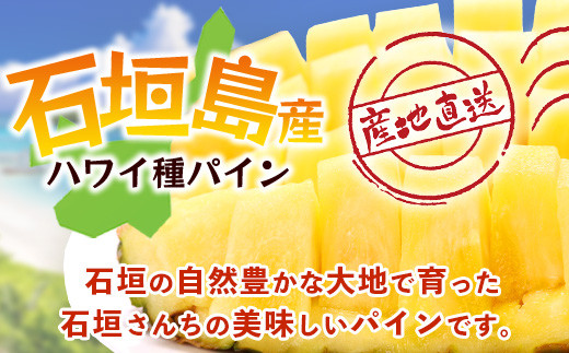 【先行予約】《2026年6月上旬頃より順次発送》石垣島産 ハワイ種 パイン (6玉 約6㎏) 【 産地直送 沖縄 石垣 パイナップル フルーツ 】石垣さんちの石垣トロピカルファーム TP-6