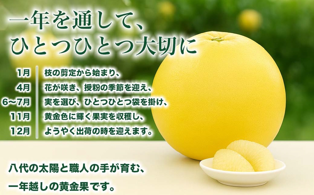 晩白柚2Lサイズ2玉約4kg