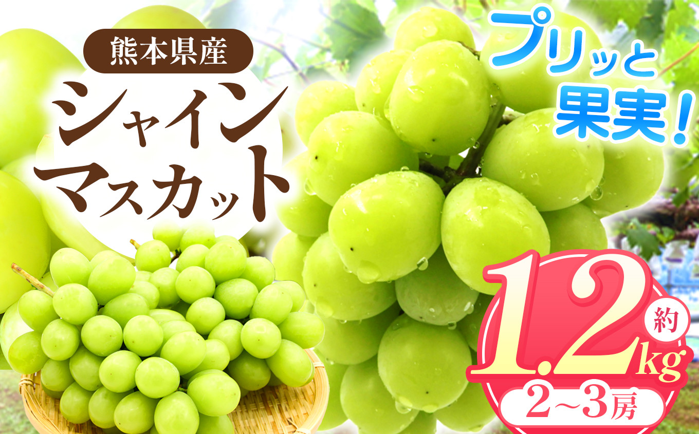 
            「 フルーツはぎお 」の シャインマスカット 1.2kg （2～3房） | フルーツ 果物 くだもの ぶどう ブドウ 葡萄 シャイン マスカット 種なし 種無し 熊本県 玉名市
          