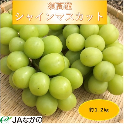 
            ＜2025年9～10月発送＞JAながの　須高産　シャインマスカット　約1.2kg　2～3房入り【1377390】
          