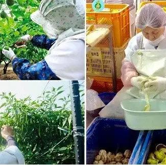 新感覚辛味調味料「かぼすこ」(4本セット) | 豊後高田市 かぼす