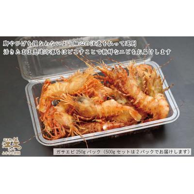 ふるさと納税 江差町 北海道産  希少な天然ガサエビ 500g |  | 03