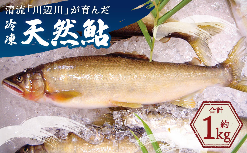 清流「川辺川」 冷凍 天然鮎 合計約1kg 鮎 甘露煮 塩焼き