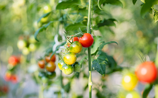 北海道興農社のあまえっこフルティカ 1.5kg 野菜ソムリエサミット金賞受賞 フルーツトマト 【配送不可地域：離島】
