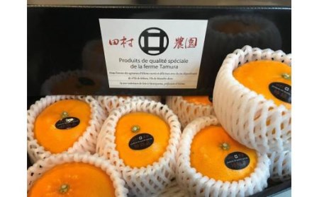 【2026年12月上旬から発送】特級品 愛果28号 (紅まどんな と同品種) 4.5kg | 紅まどんな と同様 みかん 愛媛県 松山市【TMN0101】