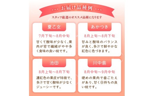 ≪先行受付≫ froSchがお届けするおまかせ白桃 約3kg 【2026年7月下旬より順次発送予定】
