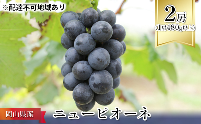 ぶどう 2025年 先行予約 ニュー ピオーネ 2房（1房480g以上） ブドウ 葡萄  岡山県産 国産 フルーツ 果物 ギフト