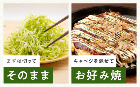 【先行予約】射手矢さんちの泉州キャベツ 10kg【家計応援 新鮮 野菜 やさい 射手矢農園 高評価 きゃべつ 訳あり サイズ不揃い 数量限定 TVで紹介！】