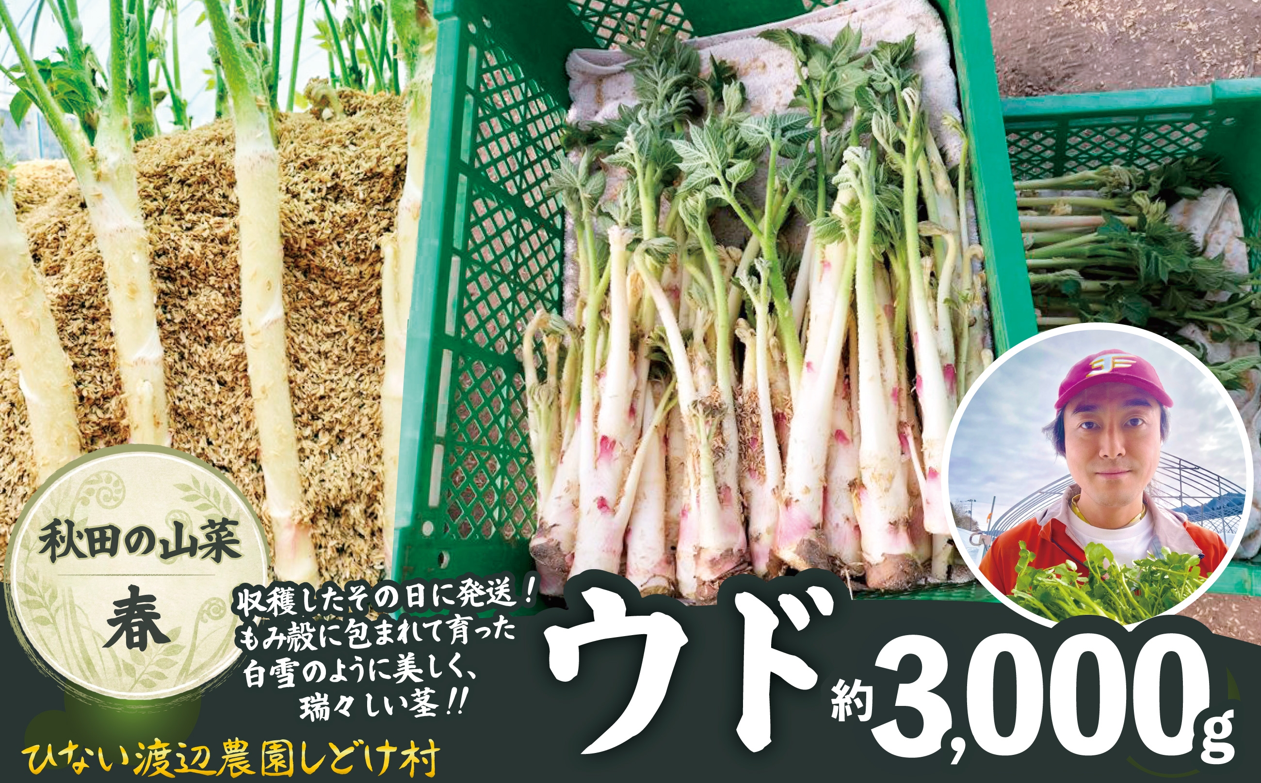 
                  ウド 約3000g 北国の春の香りをお届けします 180P3204 / 東北 秋田 大館 山菜 山 自然 春の山菜 おひたし 酢味噌和え ウド北国の春の香り 天ぷら うどん どうぜん ほんうど やまくじら ヤマウド
                