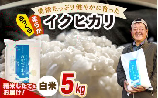 【先行予約】令和7年産 愛情たっぷり健やかに育った ふっくら 柔らか イクヒカリ（白米）5kg【2025年9月下旬以降順次発送予定】 [m29-a014]