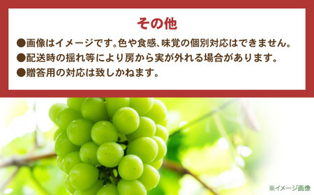 【2回定期便】※【2026年9月より順次発送／先行予約】シャインマスカット 約1.3kg(2房から3房) 家庭用 / フルーツ フルーツ定期便 果物 果物定期便 ぶどう マスカット しゃいんますかっと