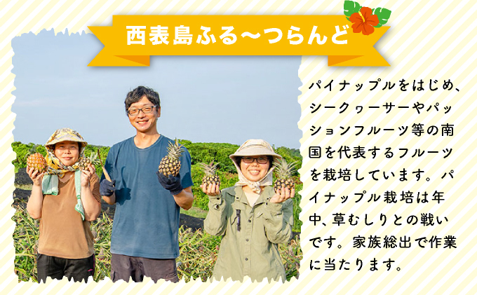 2025年 先行予約 島パイン (ハワイ種) 約3kg 2～4玉 パイナップルの王道 西表島産 パイン 果物 フルーツ