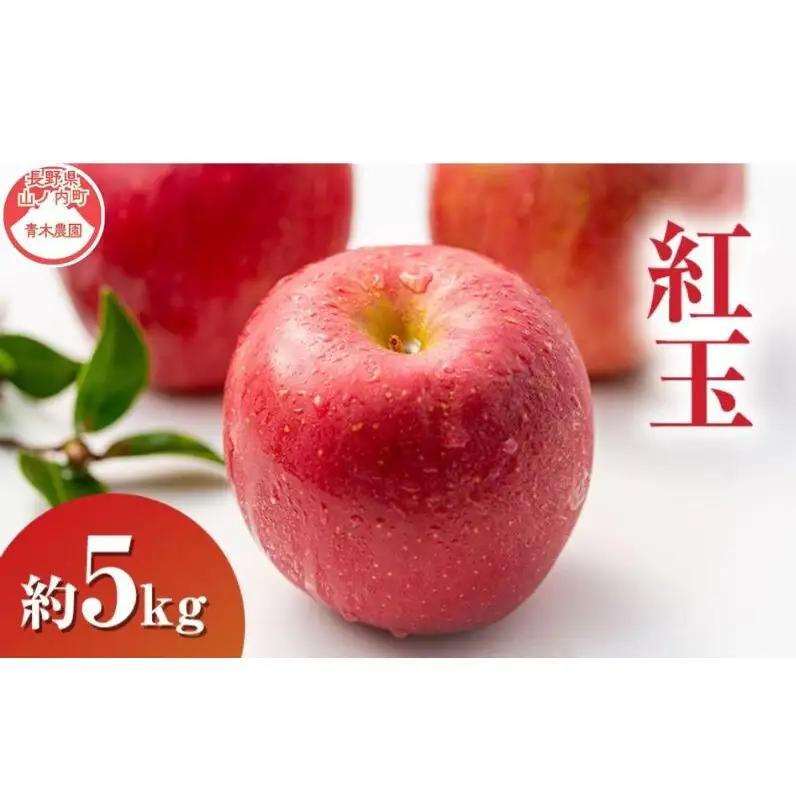 りんご 紅玉 5kg 13～18玉 長野県産 りんご