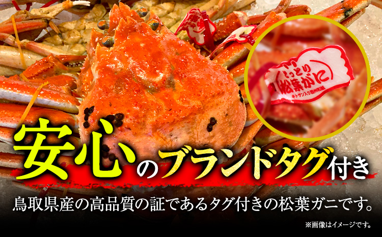 松葉ガニ ブランドタグ付 蟹セレブ タグ付き 活〆ボイル 松葉ガニ 800g giverichホールディングス《11月中旬-2月下旬頃出荷》ます鳥取県 八頭町 蟹 かに カニ ズワイガニ ズワイ蟹 タ