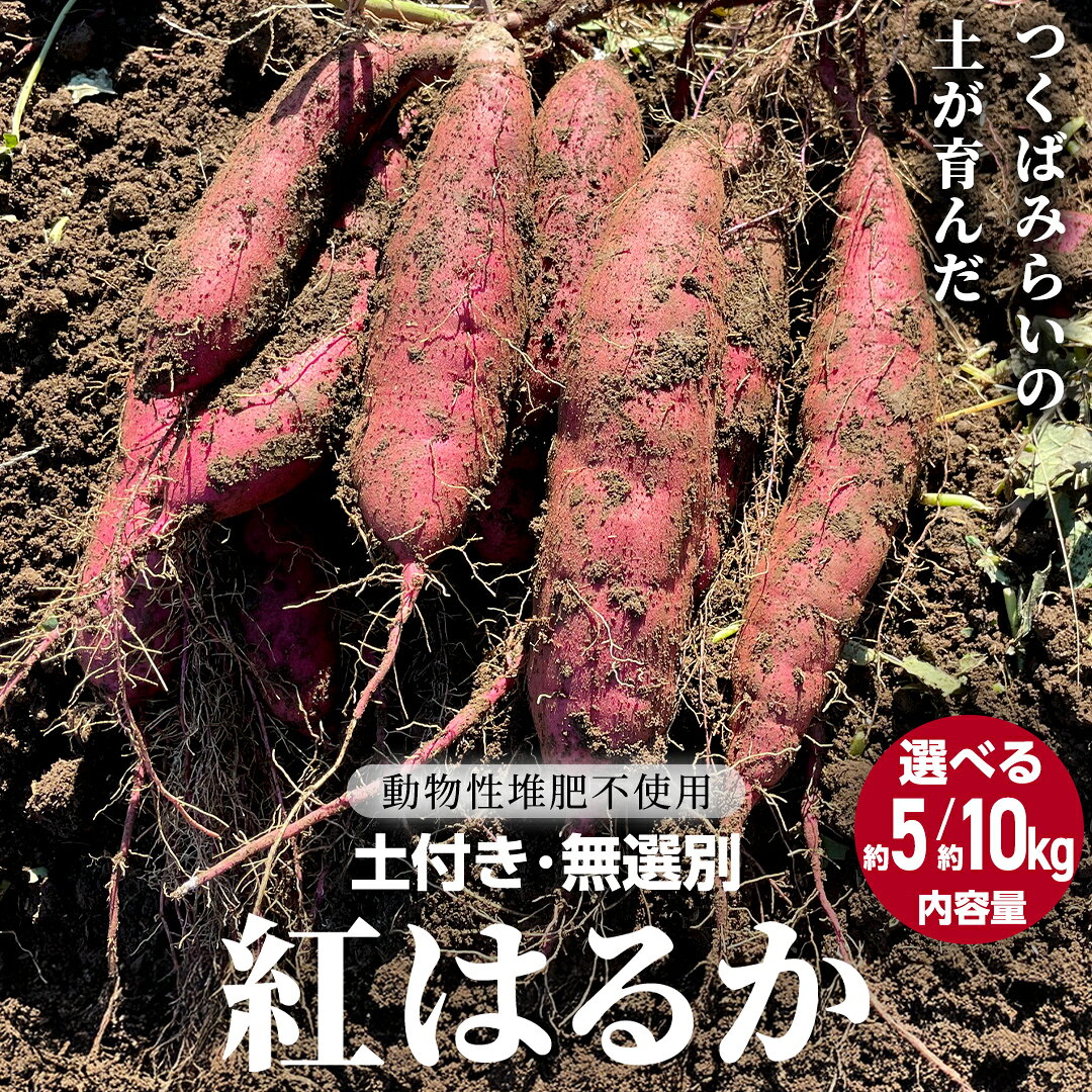 【ふるさと納税】 ＼ 選べる内容量 ／ 茨城県産 紅はるか 約5kg 約10kg 土付き 無選別 ＜先行予約│2026年12月より追熟が完了しだい順次発送開始＞熟成 さつまいも 生芋 芋 サツマイモ 甘い 焼き芋 スイートポテト ねっとり つくばみらい市 茨城県産