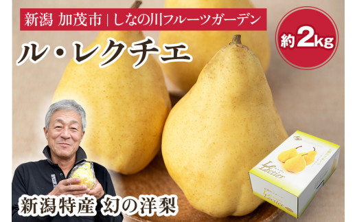 【2026年先行予約】新潟特産 幻の洋梨 ル・レクチェ 【青秀品】 約2kg 《11月下旬～お届け》 果物 フルーツギフト 冬の味覚 産地直送 加茂市 山伴しなの川フルーツガーデン