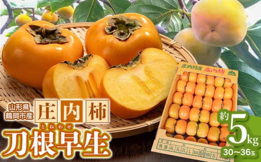 【令和8年産先行予約】　庄内柿　刀根早生　5kg（30～36玉）　山形県鶴岡市　わたなべフルーツファクトリー　| 柿 カキ 刀根早生柿 とねわせがき 種無し柿 旬 産地直送 果物 フルーツ 甘い おいしい おすすめ お取り寄せ 返礼品