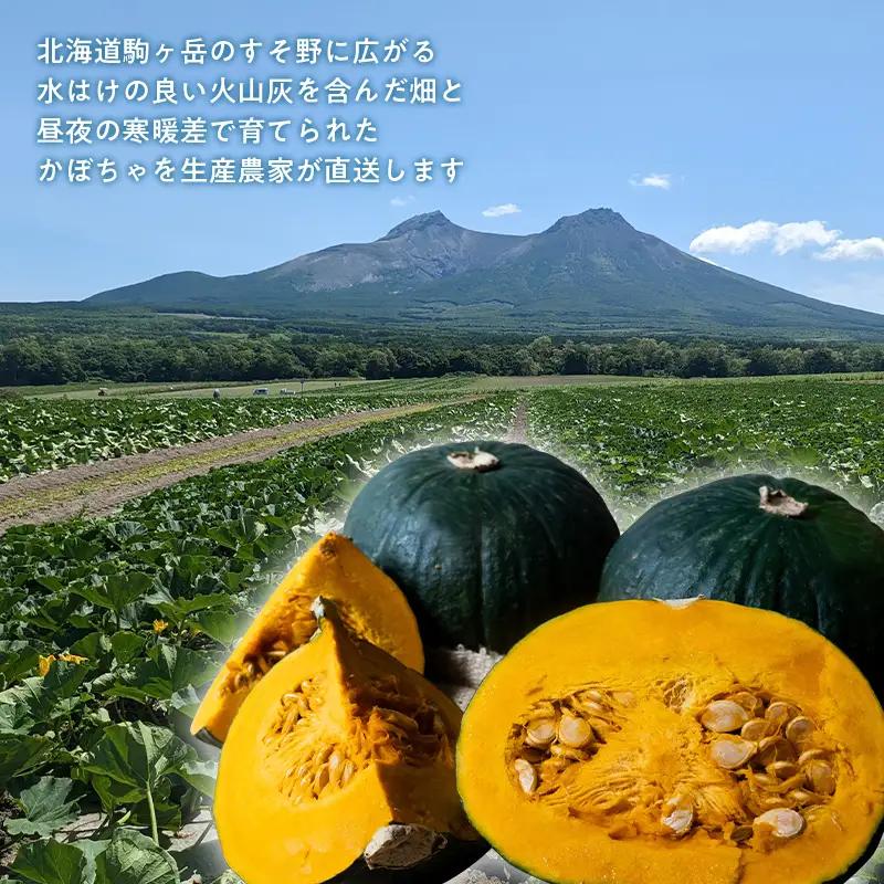 【先行予約】みやこかぼちゃ約9kg 北海道森町産 （令和8年7月下旬～8月上旬順次配送） ＜こうのファーム＞ カボチャ 南瓜 野菜 根菜 煮物 食材 スープ サラダ かぼちゃプリン 天ぷら 北海道 森