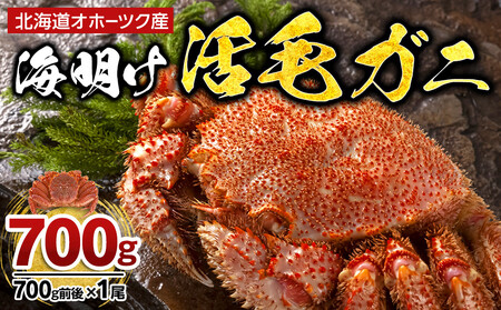 【着日指定可】北海道オホーツク産海明け活毛ガニ　ボイル未冷凍配送(チルド 冷蔵配送)　700g前後　1尾 | 毛ガニ_05669