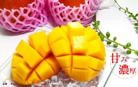 《今が旬》【家庭用】徳之島センチュリー果樹園さんの完熟マンゴー2kg