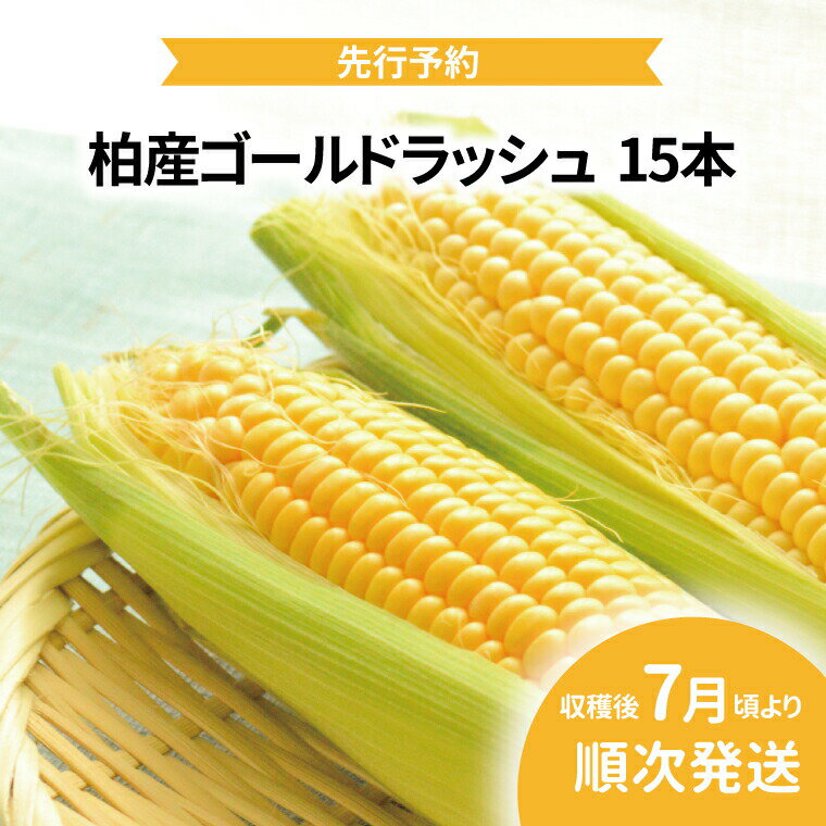【ふるさと納税】【オンライン決済限定】柏産ゴールドラッシュ(とうもろこし)　15本 〈先行予約 2026年7月順次発送〉 野菜 トウモロコシ コーン 国産 千葉県産 柏市産 プレゼント 贈り物 バーベキュー 産地直送 　お届け：2026年7月1日～7月31日まで
