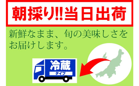 くろさき茶豆1.2kg 2024年 先行予約 枝豆 野菜 つまみ おつまみ えだまめ エダマメ 新潟
