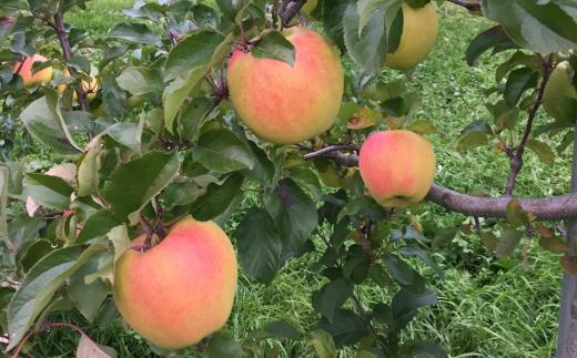 【先行予約】北海道壮瞥町産りんご「ぐんま名月」約3kg(8～10玉)<2026年11月中旬よりお届け> SBTF004