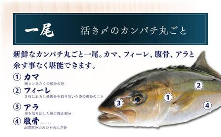 AG-CD1 【先行予約】東京オリンピック供給資格「AEL(養殖エコラベル)」認証取得のカンパチ！活き〆プレミアムフィッシュ「e-かんぱち」丸ごと1尾(ラウンド・3.0kg～3.8kg)【マルエイ水産