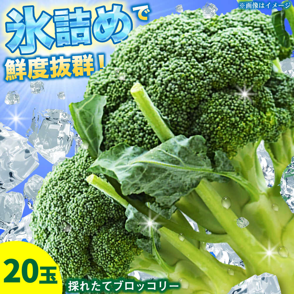 【ふるさと納税】【2026年7月以降順次発送】農家直送！採れたてブロッコリー20玉セット《厚真町》【農事組合法人 海沼農園】 北海道 野菜 新鮮 鮮度抜群 緑黄色野菜 たっぷり 15000 15000円 [AXBD001]