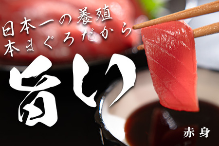 【高知県大月町産本マグロ】 赤身750g