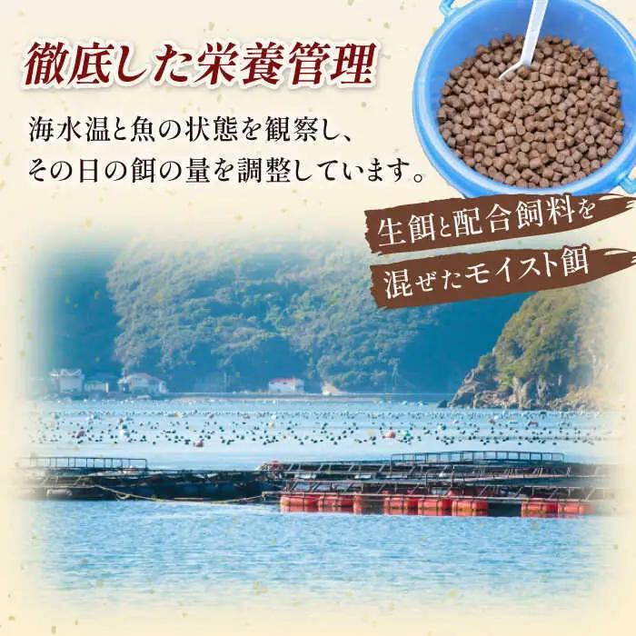 新上五島町産養殖ヒラマサ（ヒラス）片身フィーレ[RBP007] ヒラマサ ヒラス ヒラマサ ヒラス ヒラマサ ヒラス ヒラマサ ヒラス ヒラマサ ヒラス ヒラマサ ヒラス九州 長崎