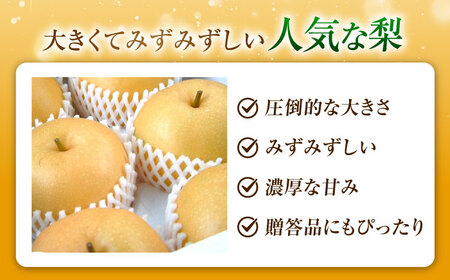 尾形農園のあきづき梨 5～6玉入 〈2026年9月～発送〉 ／ フルーツ 果物 くだもの 食品 人気 おすすめ 送料無料 梨 なし 果実 あきづきなし 【株式会社内子フレッシュパークからり】 [BKA