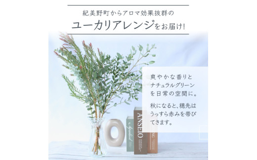 ＼アロマ効果抜群／  ユーカリとアカシア(ミモザ)のアレンジ〈なかやFarm 和歌山県 紀美野町〉/  オージープランツ 癒し 清涼感 植物 花瓶 ユーカリ アカシア ミモザ ハーブ プレゼント ギフ